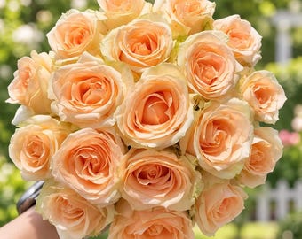 Pfirsich-Avalanche-Rose, lebende Pflanze, 1,5 Gallonen | Preisgekrönte, wurzelechte Pfirsich-Champagner-Rose | Öfterblühender Schnittblumenstrauch | Hochzeitsrose