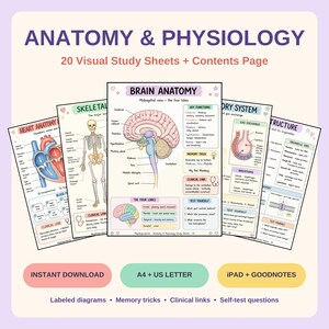 Op de afbeelding: Een verzameling anatomie- en fysiologie-studiebladen met gelabelde diagrammen van het hart, skelet, hersenen en ademhalingssysteem. De pagina's bevatten tekst, geheugensteuntjes, klinische links en zelf-testvragen voor educatief gebruik.