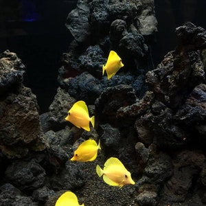 May include: A group of yellow fish swim in a dark, rocky aquarium. The fish are all facing the same direction and appear to be swimming in a school.