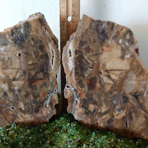 Angelfish Spawning Pillar Set Rare Mottled Quartz All Natural #SP22