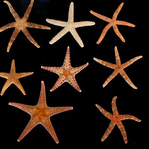 Pode incluir: Uma coleção de oito estrelas-do-mar secas dispostas em uma grade. Os espécimes variam em cor, desde bege claro e castanho até marrom avermelhado e laranja. Cada estrela-do-mar apresenta uma forma distinta de cinco pontas com texturas.
