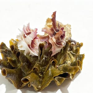 May include: A cluster of marine shells featuring a base of dark olive green, ruffled, tubular structures topped with delicate, light pink and white, fan-shaped shell formations that exhibit intricate, thin, and layered organic textures.