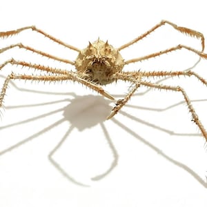 Peut inclure: Un spécimen de crabe araignée géant du Japon conservé, doté d'une carapace centrale épineuse de couleur beige clair et de dix pattes segmentées, extrêmement longues et fines, recouvertes d'épines acérées sur un fond blanc uni.