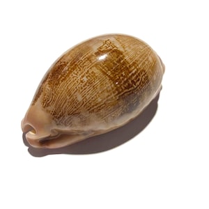 Leporicypraea mappa #10 57 mm
