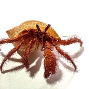 Puede incluir: Un cangrejo ermitaño con un exoesqueleto texturizado de color marrón rojizo y patas largas, delgadas y peludas. El cangrejo habita dentro de una concha espiral lisa de color canela con un sutil patrón de rayas cruzadas claras.