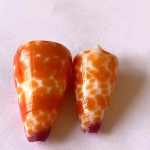May include: Two cone shells with a vibrant orange and white checkered pattern. The shells have a smooth, glossy texture and a tapered, conical shape. The base of each shell features a deep reddish-brown hue, transitioning into a bright orange.