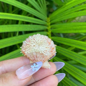 Può includere: Una piccola conchiglia a ventaglio con una delicata crescita bianca ramificata simile al corallo attaccata alla sua superficie ruvida color rosa pallido e crema. La conchiglia presenta un bordo seghettato e una struttura a coste ben definita.