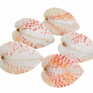 Può includere: Una collezione di cinque conchiglie bivalvi a forma di cuore. Ogni conchiglia presenta una base liscia color bianco sporco con un motivo distinto di piccole macchie rosso-arancio che si irradiano dalla cerniera verso i bordi esterni.