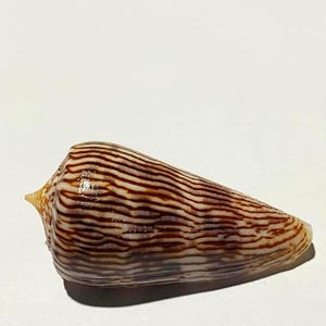 May include: A cone shell featuring a smooth, tapered surface with a pattern of dark brown horizontal stripes against a cream-coloured background. The shell has a pointed apex and a rounded base, displaying a natural, glossy finish throughout.