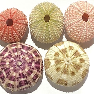 Puede incluir: Una colección de cinco conchas de erizo de mar con texturas y colores variados. Las conchas incluyen tonos coral, verde pálido, rosa suave, morado intenso con patrones geométricos blancos y una concha crema con marcas radiales marrones.
