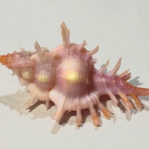 May include: A light pink murex seashell featuring a spiral shape with multiple sharp, protruding spines along its body. The shell displays subtle yellow spots and a textured surface with a pointed tip at one end and a flared opening at the other.