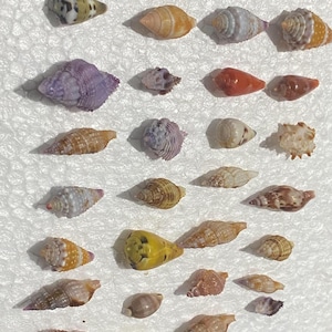 May include: A collection of various small sea shells in diverse shapes, sizes, and colours, including shades of brown, orange, purple, white, and yellow. The shells feature unique textures, spiral patterns, and smooth surfaces, arranged in a grid-like pattern.