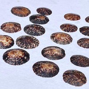 May include: A collection of fifteen small, conical limpet shells arranged in a loose group. Each shell features a dark brown to black base colour with radiating white and tan streaks extending from the central apex towards the scalloped edges.