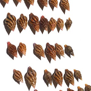 Peut inclure: Une collection de trente-deux petits coquillages en spirale disposés en rangées. Chaque coquillage présente une surface brillante allant du beige au brun avec des rayures horizontales nervurées brun foncé et une pointe effilée.