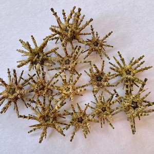 May include: A collection of twelve dried sea urchin skeletons, each featuring a star-shaped central body with numerous radiating, segmented, and pointed spines in shades of light brown, tan, and beige, arranged in a cluster on a white surface.