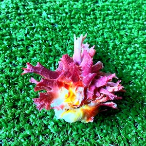 May include: A murex seashell featuring a vibrant gradient of deep magenta and pink on its spiky, elongated protrusions, transitioning into a bright yellow and white centre. The shell has a complex, textured structure with multiple sharp points.