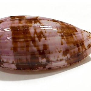 May include: A cone-shaped seashell featuring a smooth, polished surface with a light lavender and pink base colour, overlaid with irregular, dark brown vertical and horizontal mottled patterns that wrap around the exterior of the shell.