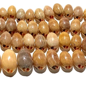 Puede incluir: Una colección de numerosas conchas de cauri pulidas dispuestas en filas. Cada concha presenta una superficie lisa y brillante con variaciones naturales en tonos beige, marrón y ocre, y una abertura de color marrón oscuro en la base.