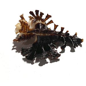 Könnte beinhalten: Eine dunkelbraune und cremefarbene Murex-Muschel mit einer komplexen, länglichen Spiralstruktur, zahlreichen scharfen, hervorstehenden Stacheln und einer texturierten, fächerartigen Basis. Die Muschel weist eine glänzende Oberfläche auf.