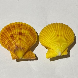 Puede incluir: Dos conchas de vieira con estructura en forma de abanico y crestas radiantes. La concha de la izquierda presenta una base de color amarillo vibrante con patrones moteados de color marrón oscuro, mientras que la de la derecha es de color amarillo uniforme.