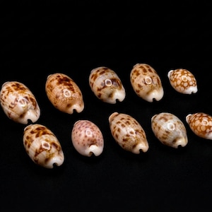 Puede incluir: Una colección de diez conchas de cauri dispuestas en dos filas. Cada concha presenta una superficie lisa y brillante con patrones moteados o jaspeados en tonos marrón y bronceado. Las conchas son ovaladas con una abertura estrecha.