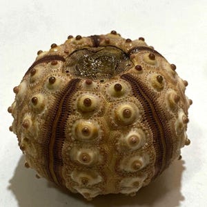 May include: A spherical sea urchin test with a tan and light brown exterior. The surface features a symmetrical pattern of raised, nipple-like tubercles arranged in vertical rows, separated by dark brown, textured bands and a central opening.