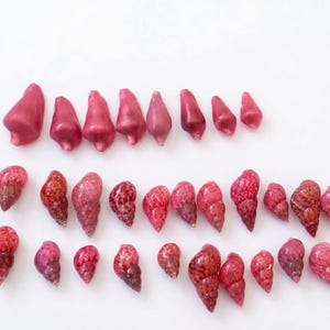 Könnte beinhalten: Eine Sammlung kleiner, polierter Muscheln, die in drei Reihen angeordnet sind. Die oberste Reihe besteht aus glatten, einfarbig rosa Muscheln, während die unteren beiden Reihen aus strukturierten, spiralförmigen Muscheln in Rot- und Rosatönen bestehen.