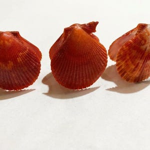 May include: Three vibrant orange-red scallop shells arranged in a row. Each shell features a fan-shaped design with distinct vertical ridges radiating from the hinge to the scalloped edge, displaying natural colour variations and textures.