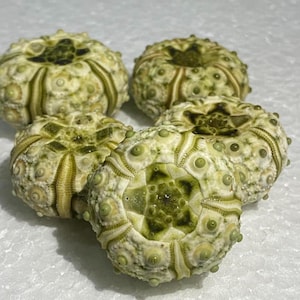 May include: A collection of four dried sea urchin tests, each featuring a pale cream and light green color palette. The spherical shells display intricate radial symmetry with raised, textured bumps and distinct vertical ridges.