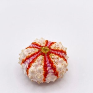 May include: A sea urchin test featuring a pale cream-colored shell with a textured, bumpy surface. It is decorated with distinct, radiating stripes in vibrant shades of orange and purple that converge at a small, circular, yellow center point.