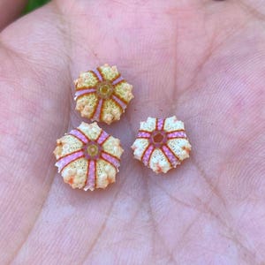 May include: Three small sea urchin tests, each featuring a star-shaped pattern with alternating cream-colored sections and vibrant pink radial stripes. The surfaces are textured with tiny bumps, and each piece has a central opening.