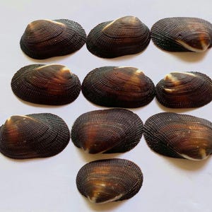 Peut inclure: Une collection de dix coquillages ovales brun foncé disposés en grille. Chaque coquillage présente une surface texturée et nervurée avec de subtiles marques beige clair près de la charnière, révélant des variations naturelles de couleur.