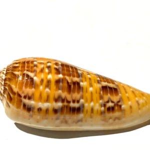 Puede incluir: Una concha cónica que presenta una superficie lisa y cónica con un patrón vibrante de rayas verticales de color amarillo dorado que se alternan con marcas rectangulares y moteadas de color marrón oscuro. La concha tiene un ápice puntiagudo.