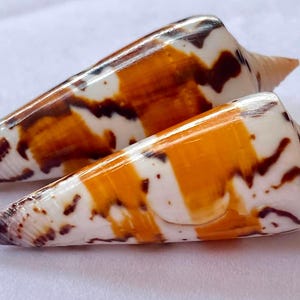 Könnte beinhalten: Zwei Kegelschneckenhäuser mit glatter, glänzender Oberfläche. Die Gehäuse weisen ein ausgeprägtes Muster aus weißen, leuchtend orangefarbenen und dunkelbraunen Markierungen auf. Jedes Gehäuse hat eine konische Form mit spitzem Ende.