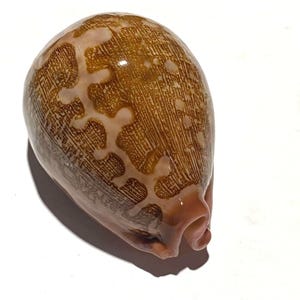 Può includere: Una conchiglia di ciprea di forma ovale con una finitura lucida. La superficie presenta un motivo complesso di segni marrone scuro, intricati e reticolati, che contrastano con forme organiche più chiare color crema che ricordano una colonna.