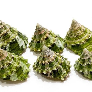 May include: A collection of six conical sea shells featuring a vibrant green and white mottled pattern. Each shell has a textured, spiralled surface with a pointed apex and a wide, jagged base, arranged in two rows against a plain white background.