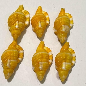May include: Six spiral-shaped seashells arranged in two rows of three. Each shell features a vibrant yellow colour with distinct white horizontal ridges and a textured, bumpy surface. The shells have a pointed apex and a tapered base.