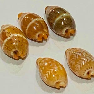 Puede incluir: Cinco pequeñas conchas de cauri de forma ovalada dispuestas en grupo. Las conchas presentan superficies lisas y brillantes con diversos tonos de marrón, beige y crema, mostrando distintos patrones naturales como rayas, motas y diseños en zigzag.