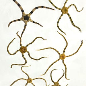May include: Six brittle stars with central discs and five long, slender, segmented arms. The specimens feature tan and brown banded patterns across their limbs, with one specimen displaying a distinct dark brown central star-shaped marking.
