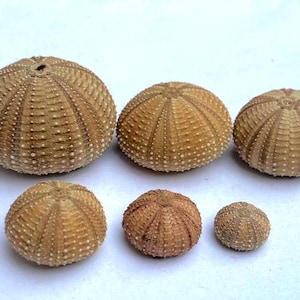 Könnte beinhalten: Eine Sammlung von sechs natürlichen Seeigelgehäusen, die in zwei Reihen angeordnet sind. Die Gehäuse sind hellbraun und beige mit einem radialen, texturierten Muster aus kleinen Höckern und Rippen. Sie variieren in der Größe und haben Öffnungen.
