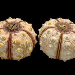 May include: Two dried sea urchin tests featuring a spherical shape with a textured surface of small, raised bumps. The shells are cream-colored with distinct brown vertical bands radiating from a central circular opening at the top.