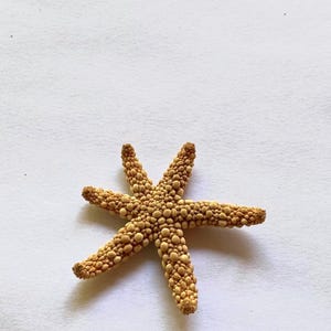 Può includere: Una stella marina a sei braccia con una superficie ruvida e irregolare di colore beige chiaro. L'echinoderma presenta un disco centrale e sei braccia radianti di lunghezze variabili, ricoperte da piccoli granuli arrotondati e irregolari.