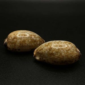 Könnte beinhalten: Zwei glatte, oval geformte Kaurischnecken mit einer glänzenden, cremefarbenen Oberfläche und komplexen braunen, linearen und gesprenkelten Mustern. Die Schnecken haben eine abgerundete, konvexe Oberseite und wirken massiv vor dunklem Hintergrund.