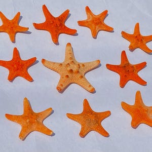 May include: A collection of ten dried starfish arranged on a flat surface. Nine of the starfish are a vibrant orange colour with textured surfaces, while one larger central starfish is a lighter, pale beige colour with prominent bumps.