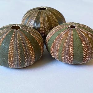 May include: Three sea urchin tests featuring a radial pattern of alternating olive green and brownish-orange segments. Each spherical shell has a small, circular opening at the top and a textured surface covered in tiny, evenly spaced white dots.