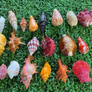 May include: A collection of twenty-one assorted seashells in various shapes, sizes, and colours, including shades of white, orange, brown, red, and pink. The shells feature diverse textures, ranging from smooth, glossy surfaces to spiky, ridged, and spiral forms.