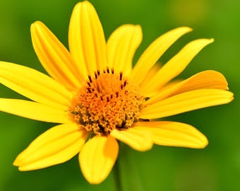 25 - 250 seeds: False Sunflower (Heliopsis helianthoides), wildflower, native plant attracts bees