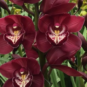 May include: A cluster of deep burgundy Cymbidium orchids featuring large, rounded petals and a central labellum with white, yellow, and dark red speckled markings. The flowers are arranged on a sturdy green stem surrounded by long, slender green leaves.