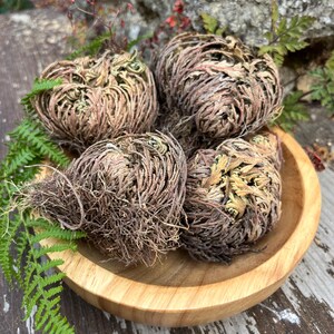 Peut inclure: Un bol en bois clair de forme ronde contenant quatre plantes de la résurrection séchées et enroulées. Les plantes présentent une texture fibreuse brunâtre avec des nuances de vert en leur centre. Une petite fronde de fougère verte est insérée.