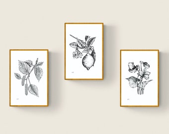 Ink Drawing Set • Botanical • Plants • Printable Art • Digital File • Wall Art